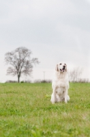 Picture of Labrador sitting in field, smiling