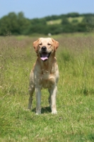 Picture of Labrador standing in field