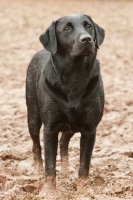 Picture of Labrador standing in mud