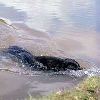 Picture of labrador swimming in water