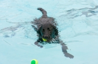 Picture of Labrador swimming to retrieve a ball
