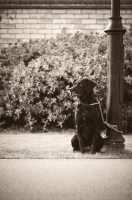 Picture of Labrador waiting near street light