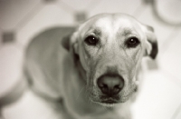 Picture of labrador waiting sitting patiently in kitchen