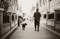 Picture of Labrador walking with owner on road