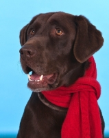 Picture of labrador wearing scarf