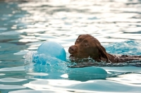 Picture of labrador with ball in water