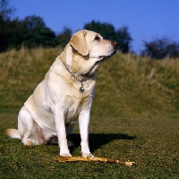 Picture of labrador with stick waiting for it to be thrown