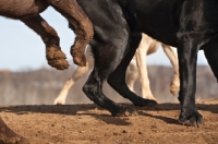 Picture of Labradors legs