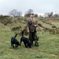 Picture of labradors out shooting