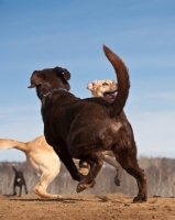 Picture of Labradors playing