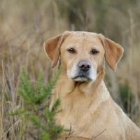 Picture of Labrador
