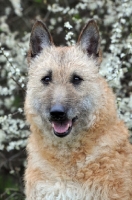 Picture of Laekenois (Belgian Shepherd) in front of blossom