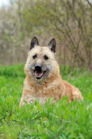 Picture of Laekenois (Belgian Shepherd) lying down