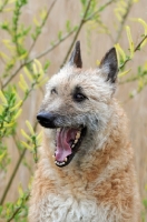 Picture of Laekenois (Belgian Shepherd), mouth open