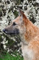 Picture of Laekenois (Belgian Shepherd) profile
