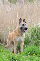 Picture of Laekenois (Belgian Shepherd) standing in grass