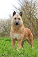 Picture of Laekenois (Belgian Shepherd) standing on grass