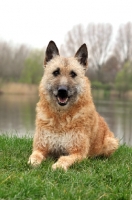 Picture of Laekenois (Belgian Shepherd)