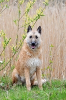 Picture of Laekenois (Belgian Shepherd)