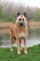 Picture of Laekenois (Belgian Shepherd)