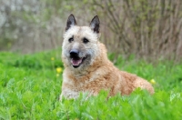 Picture of Laekenois (Belgian Shepherd)