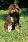 Picture of lagotto romagnolo - truffle hunter