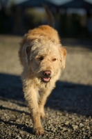 Picture of lagotto romagnolo and labrador cross walking on gravel