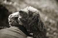 Picture of Lagotto Romagnolo embracing owner