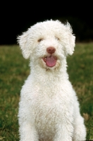 Picture of Lagotto Romagnolo front view