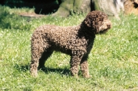 Picture of Lagotto romagnolo, full body