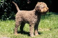 Picture of lagotto romagnolo, in show clip