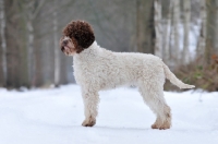 Picture of lagotto romagnolo in snow