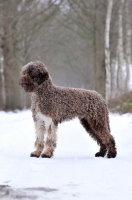 Picture of Lagotto Romagnolo in winter