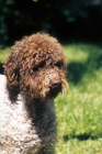 Picture of lagotto romagnolo, looking ahead
