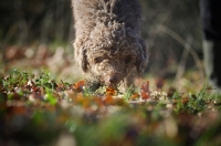 Picture of Lagotto Romagnolo looking for truffles