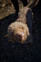 Picture of Lagotto Romagnolo looking up at camera