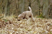 Picture of Lagotto romagnolo searching for truffles