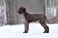 Picture of Lagotto Romagnolo, side view on snow