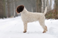 Picture of Lagotto Romagnolo side view