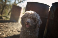 Picture of Lagotto Romagnolo standing in front of rusty barrels