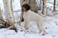 Picture of Lagotto Romagnolo standing in snowy landscape