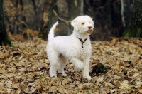 Picture of Lagotto Romgnolo in autumn