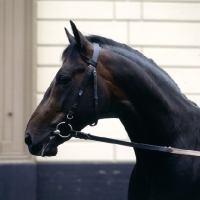 Picture of Laibach, hanoverian stallion at celle, head and shoulders,  