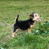 Picture of lakeland pup standing on grass
