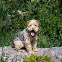 Picture of lakeland puppy, untrimmed, sitting on a wall