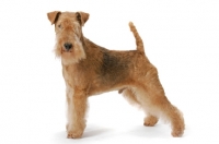 Picture of Lakeland Terrier, Australian Grand Champion