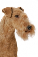 Picture of Lakeland Terrier, Australian Grand Champion multi best in show winner