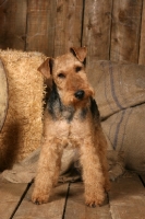 Picture of Lakeland Terrier in barn