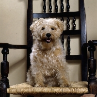 Picture of lakeland terrier in pet trim sitting on a chair