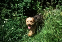 Picture of lakeland terrier in pet trim walking down path